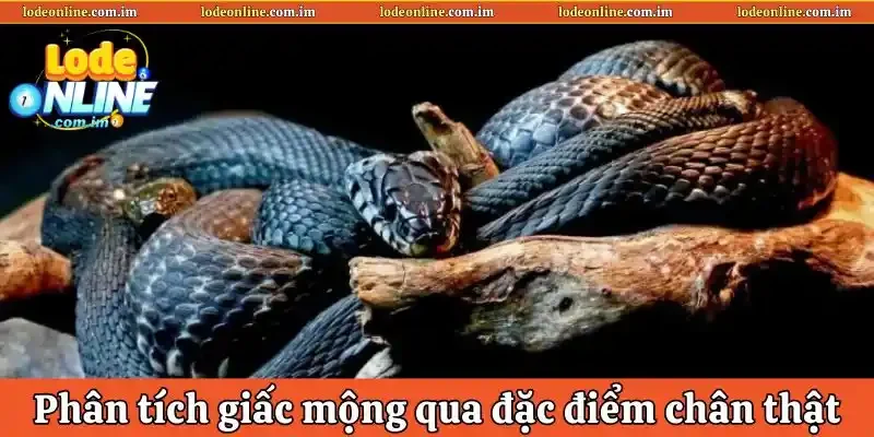 Phân  tích giấc mộng dựa trên đặc điểm chân thật